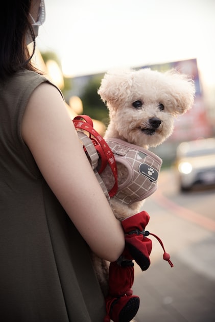 Handmade Crochet for Pets