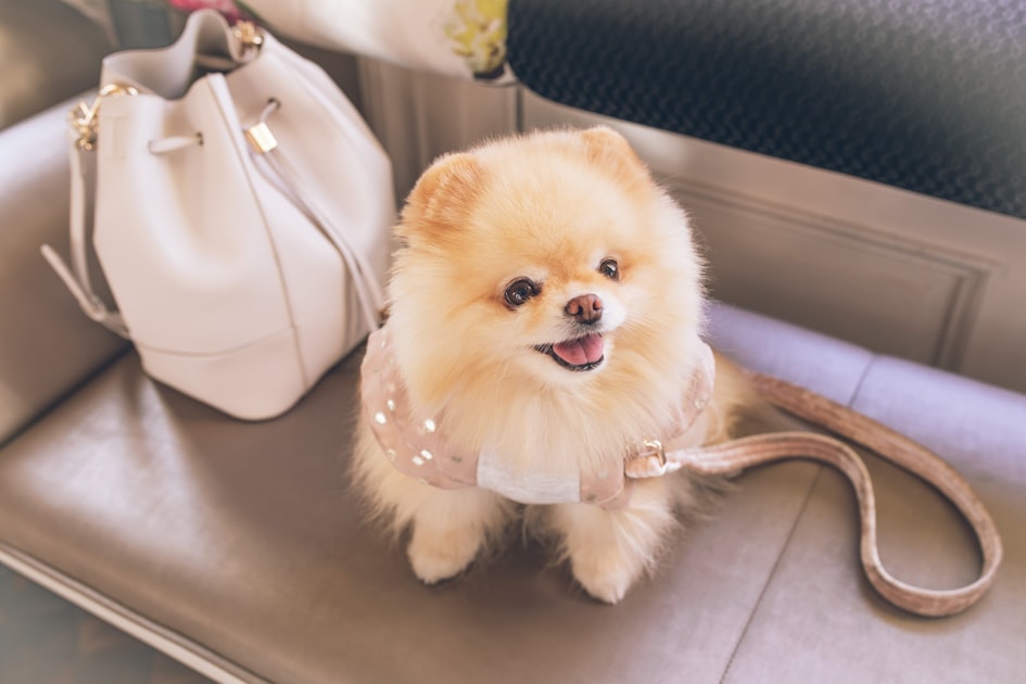 Top Pet Grooming Tips